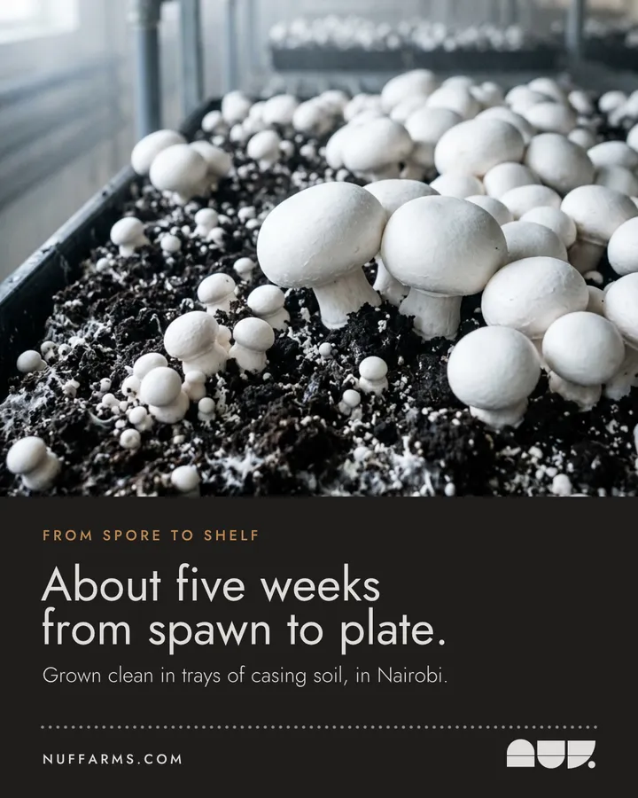 Poster: About five weeks from spawn to plate